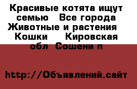 Красивые котята ищут семью - Все города Животные и растения » Кошки   . Кировская обл.,Сошени п.